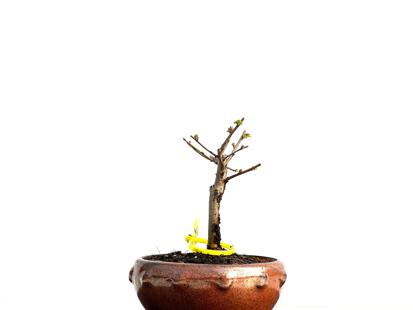 Ulmus Minor 3740