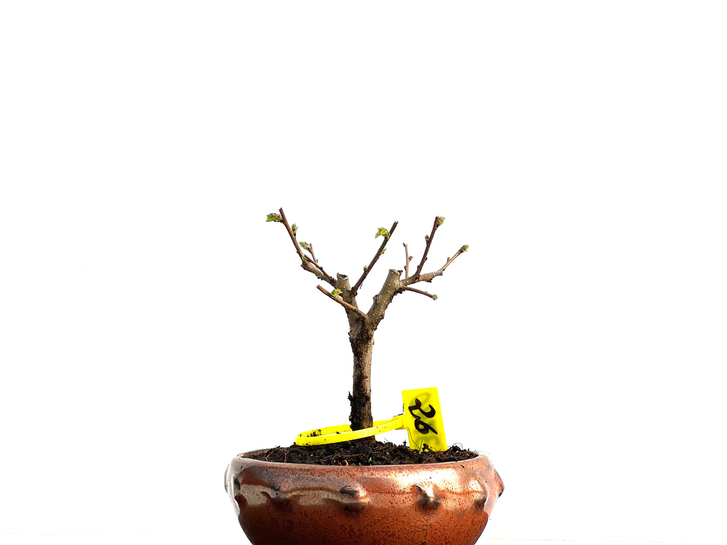 Ulmus Minor 3740
