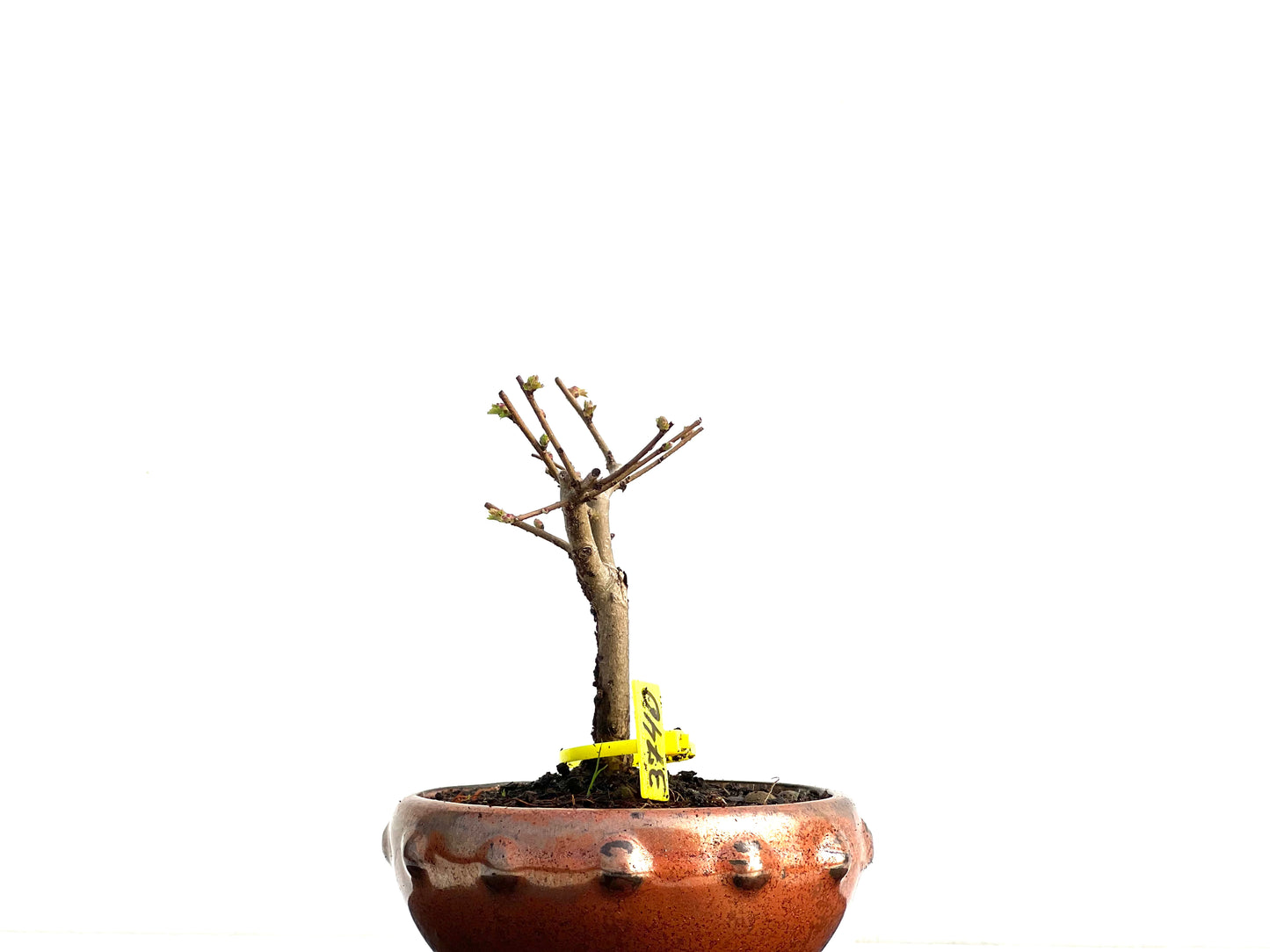 Ulmus Minor 3740