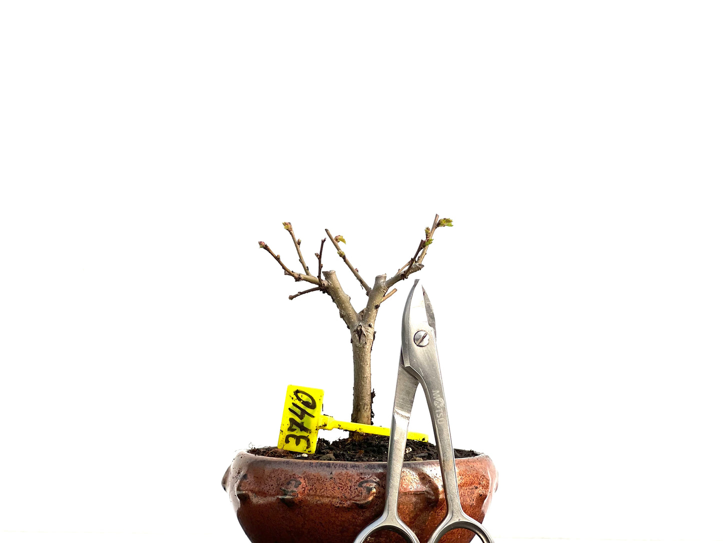 Ulmus Minor 3740