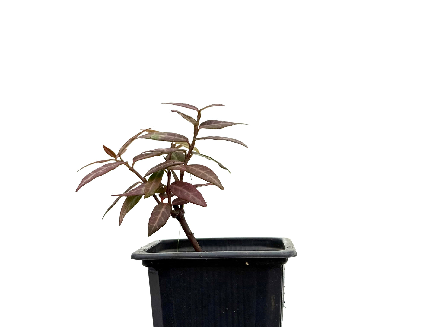 Trachelospermum Asiaticum