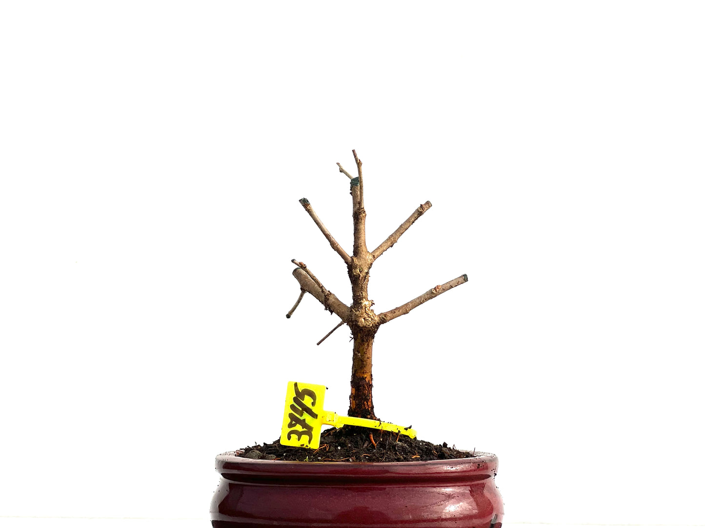 Morus Alba 3745