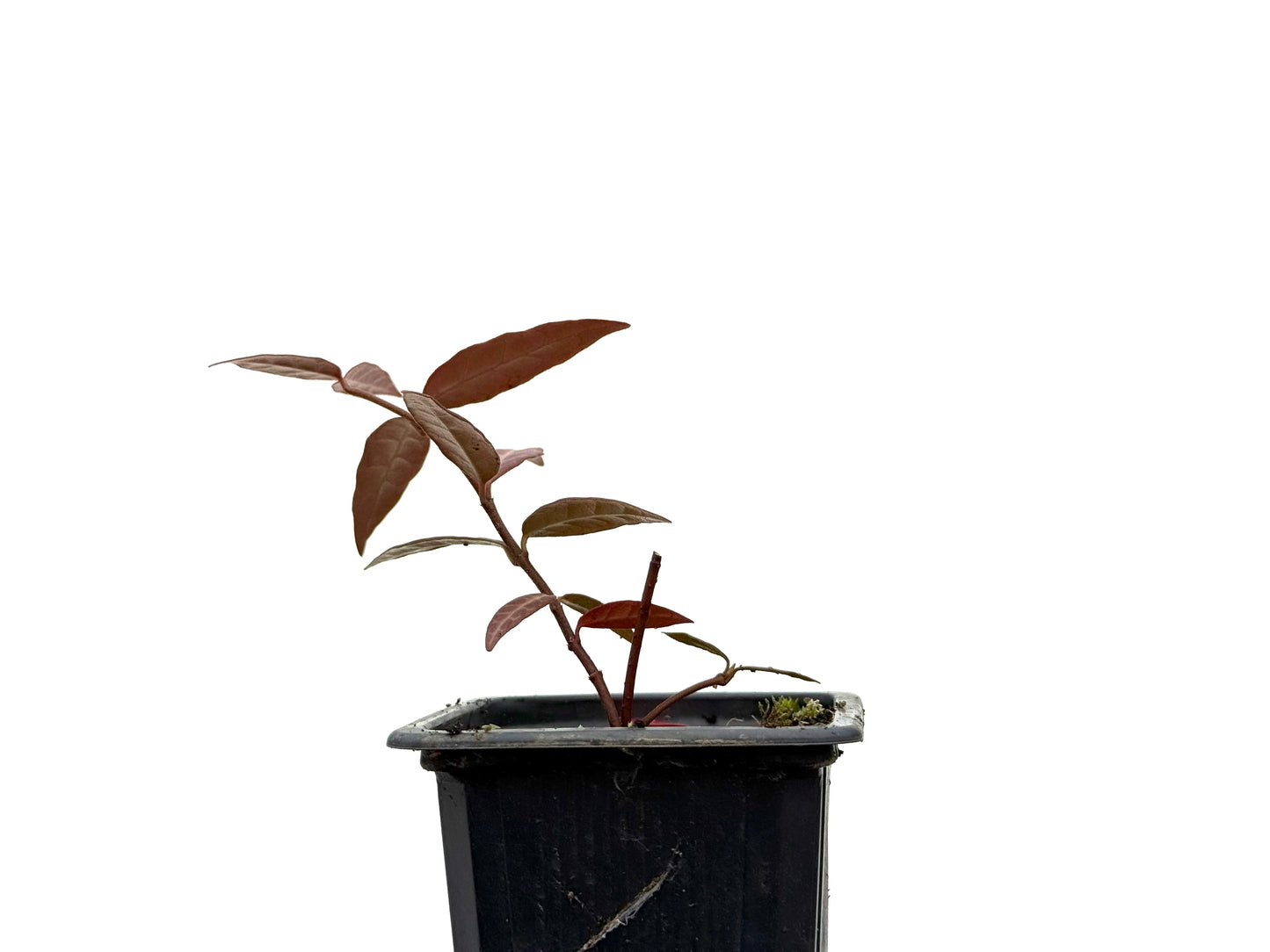 Trachelospermum Asiaticum