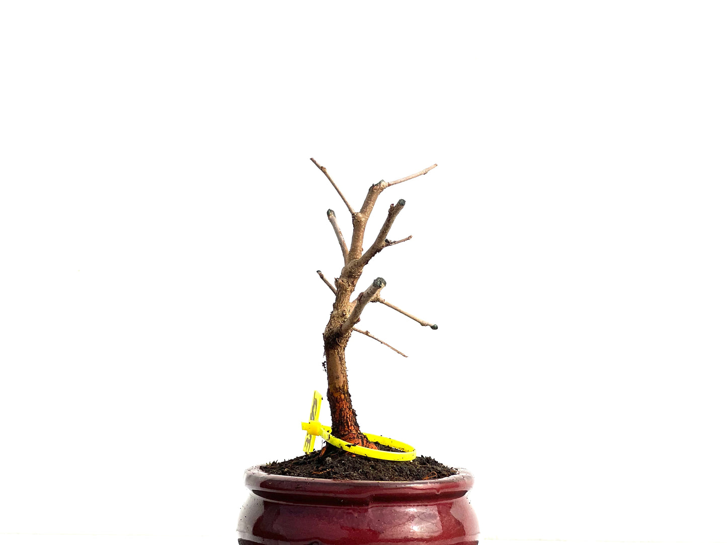 Morus Alba 3745