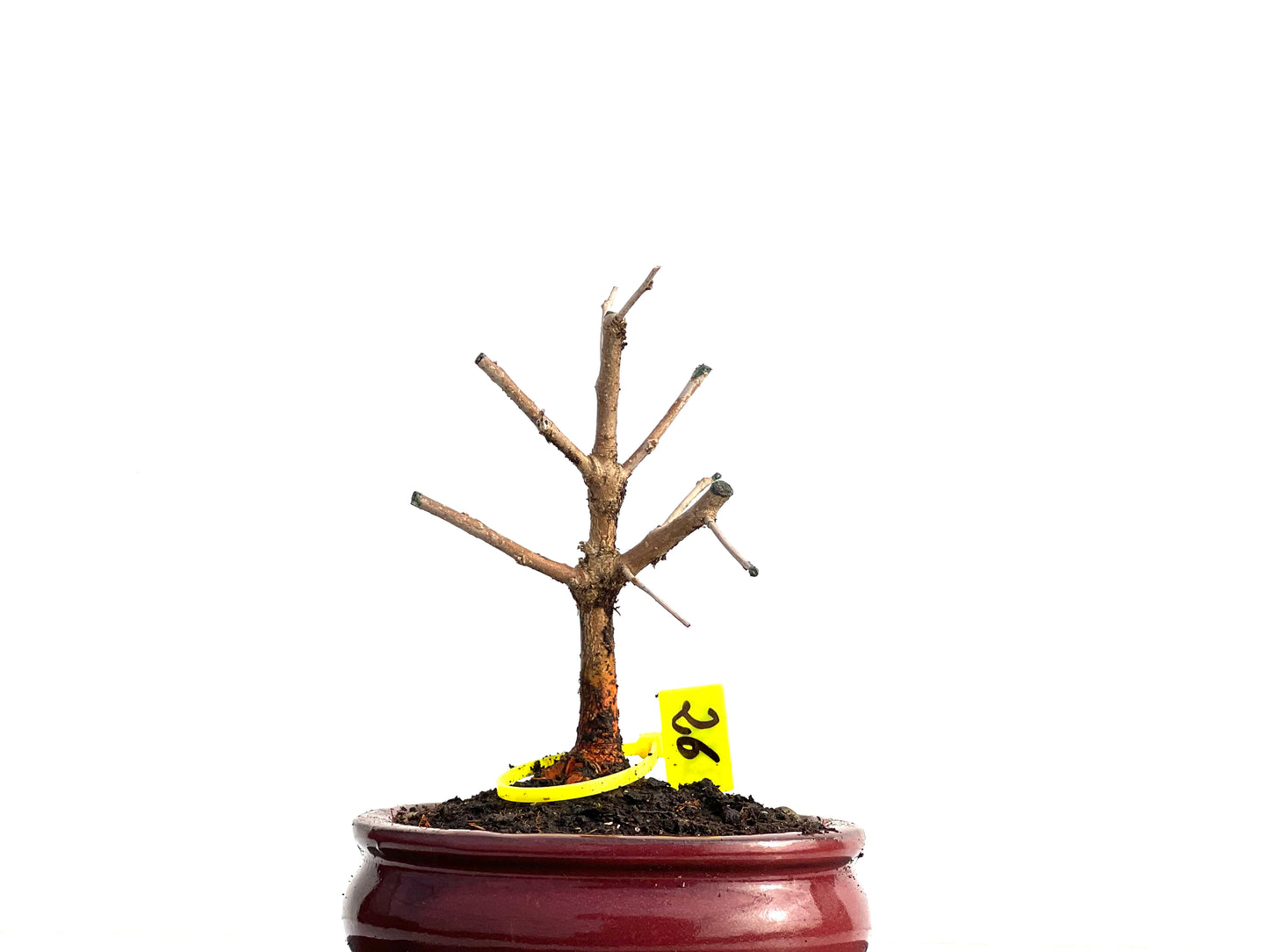 Morus Alba 3745