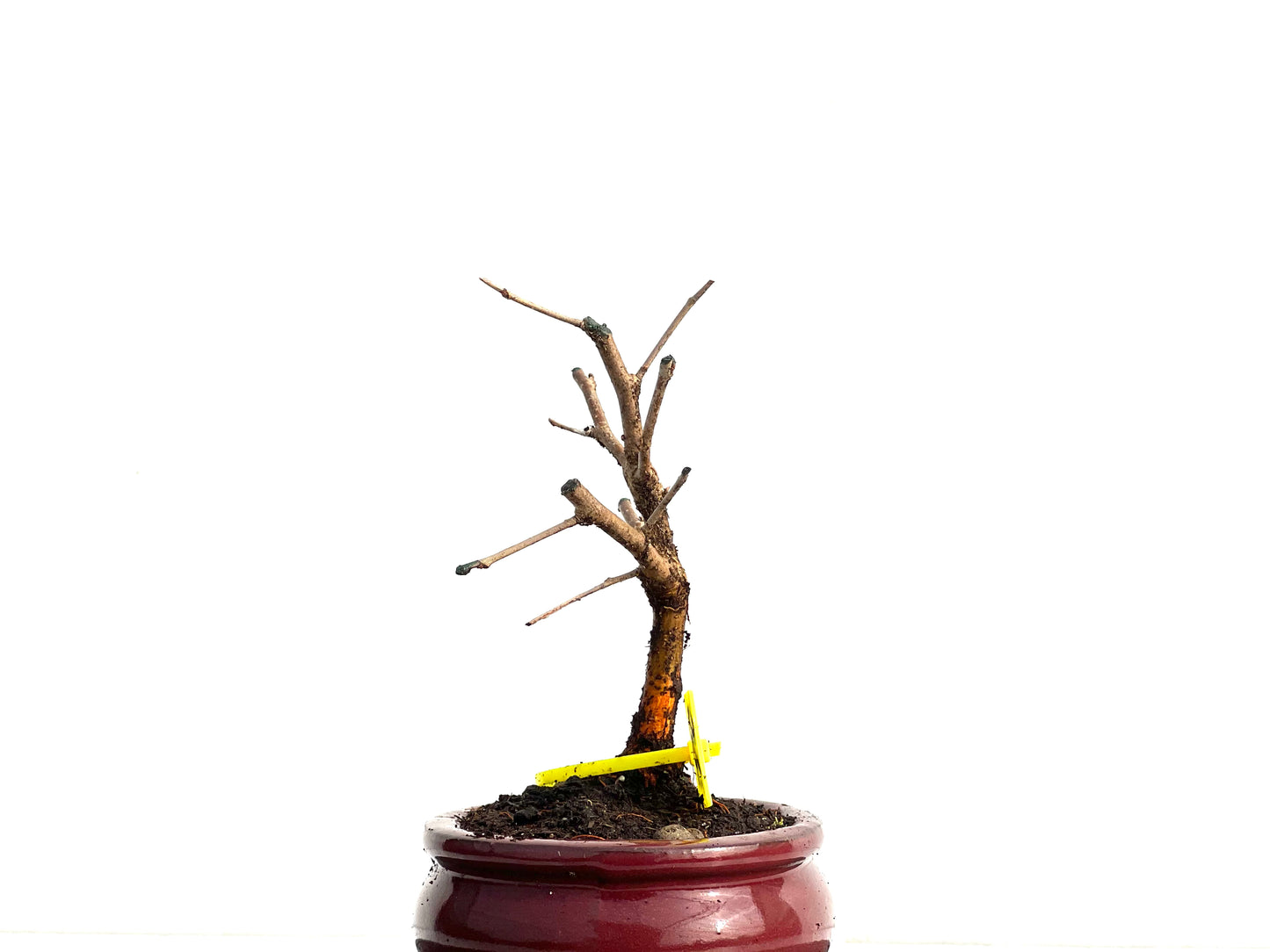 Morus Alba 3745