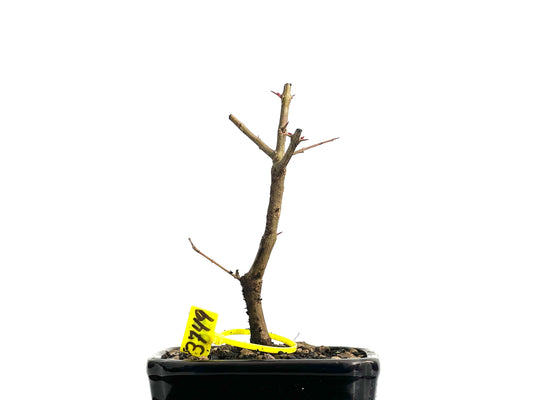 Punica Granatum Nejikan 3749