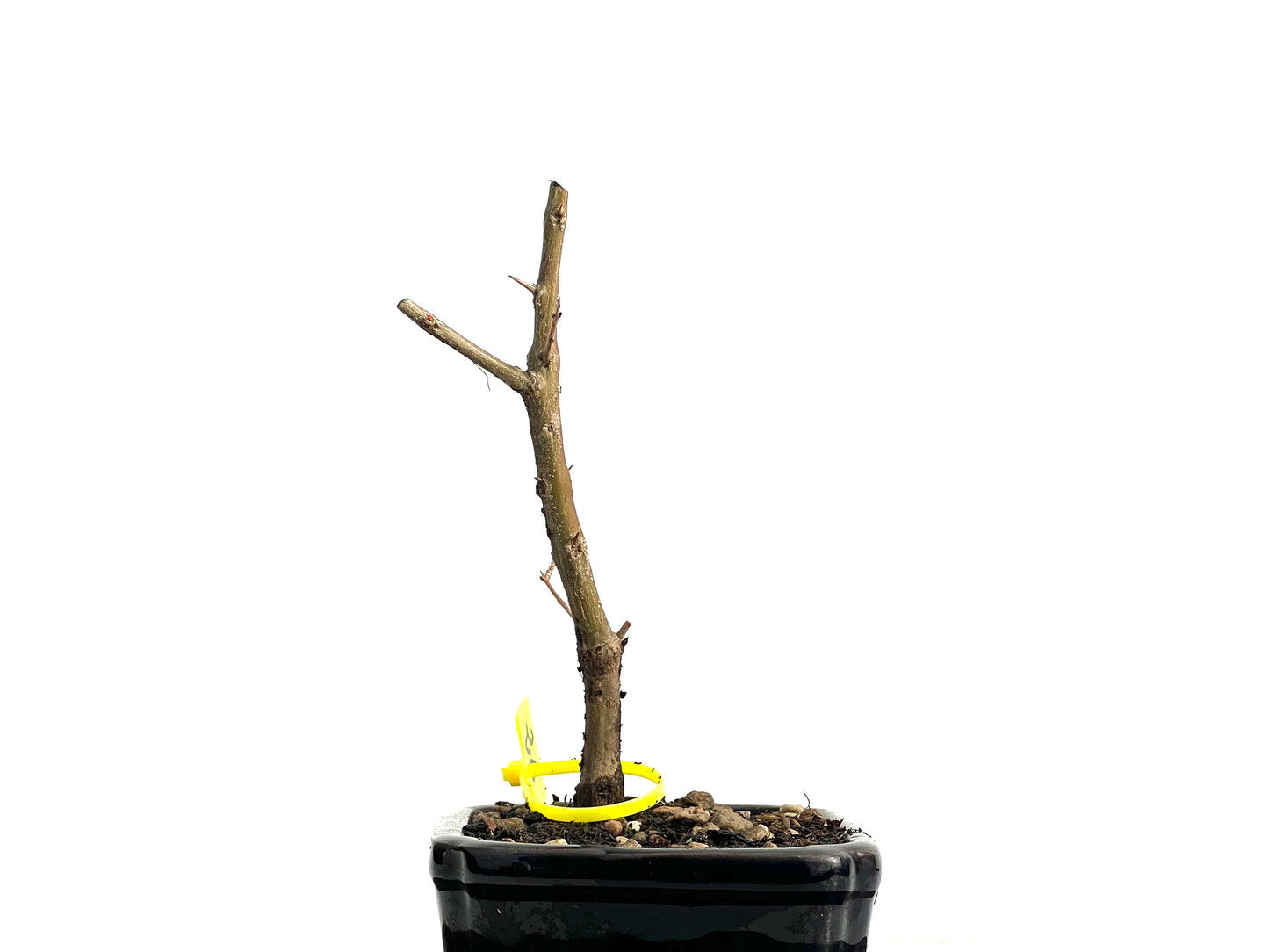 Punica Granatum Nejikan 3749