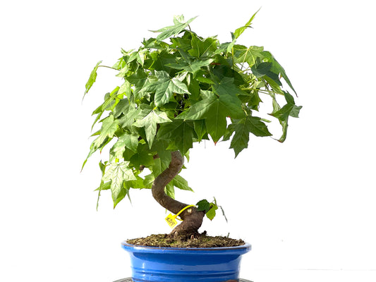Liquidambar 3127