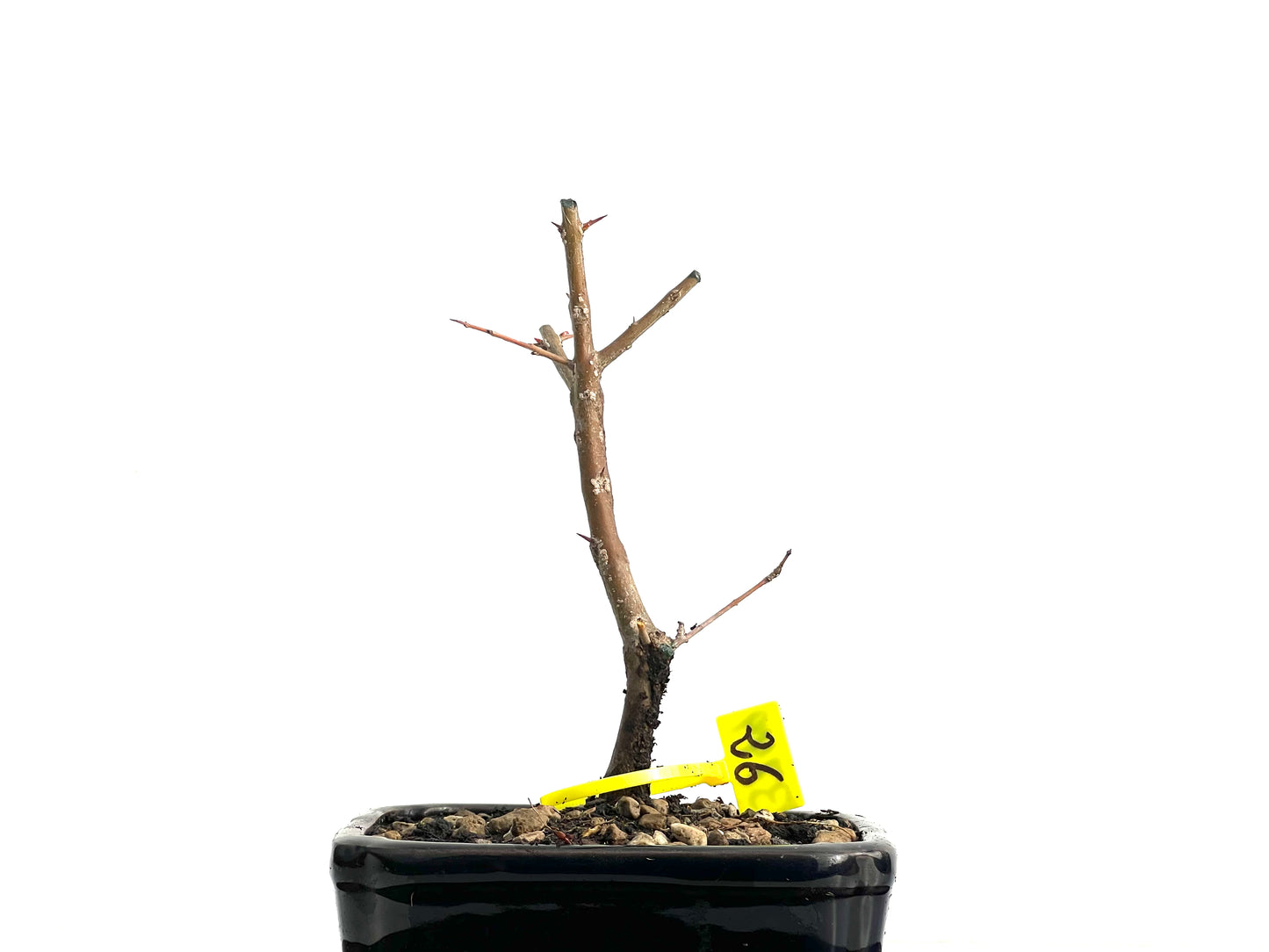 Punica Granatum Nejikan 3749