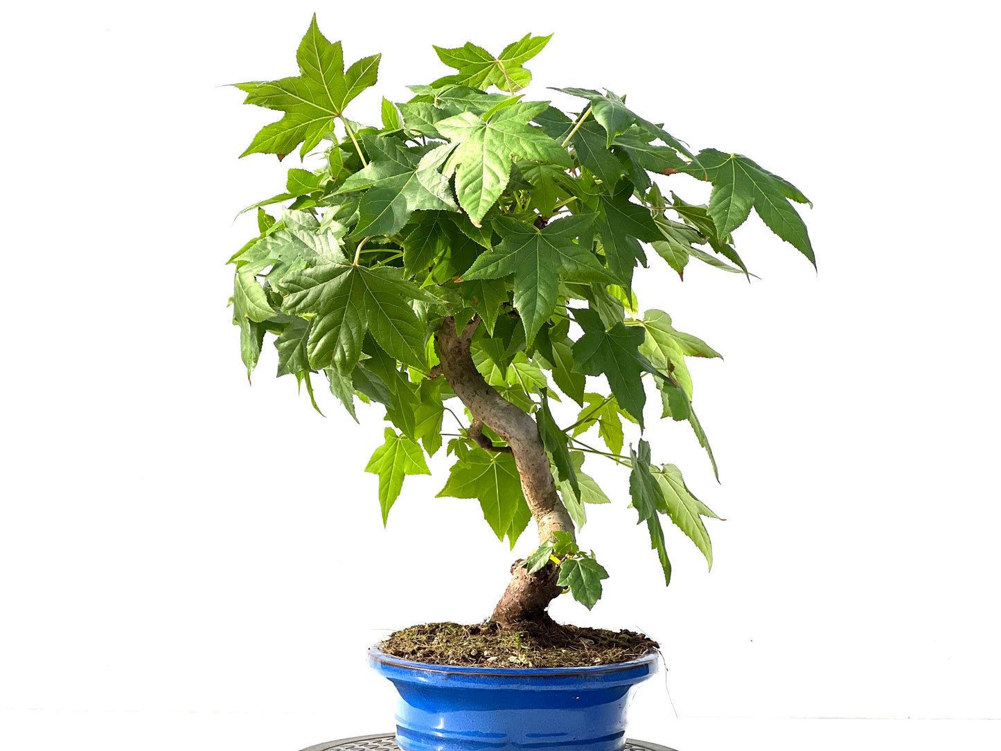 Liquidambar 3127