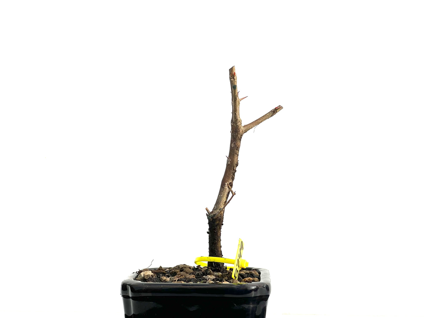 Punica Granatum Nejikan 3749