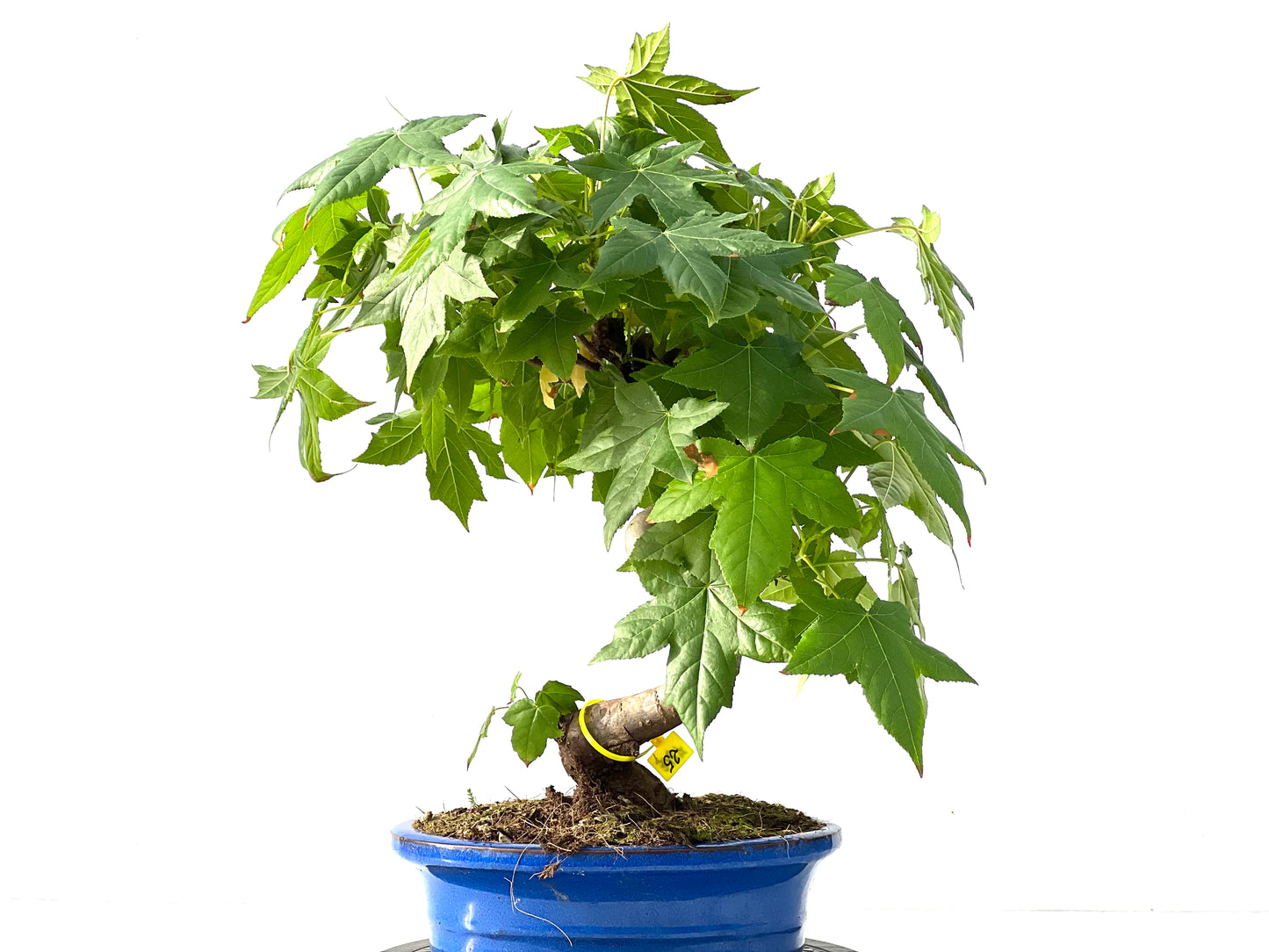 Liquidambar 3127