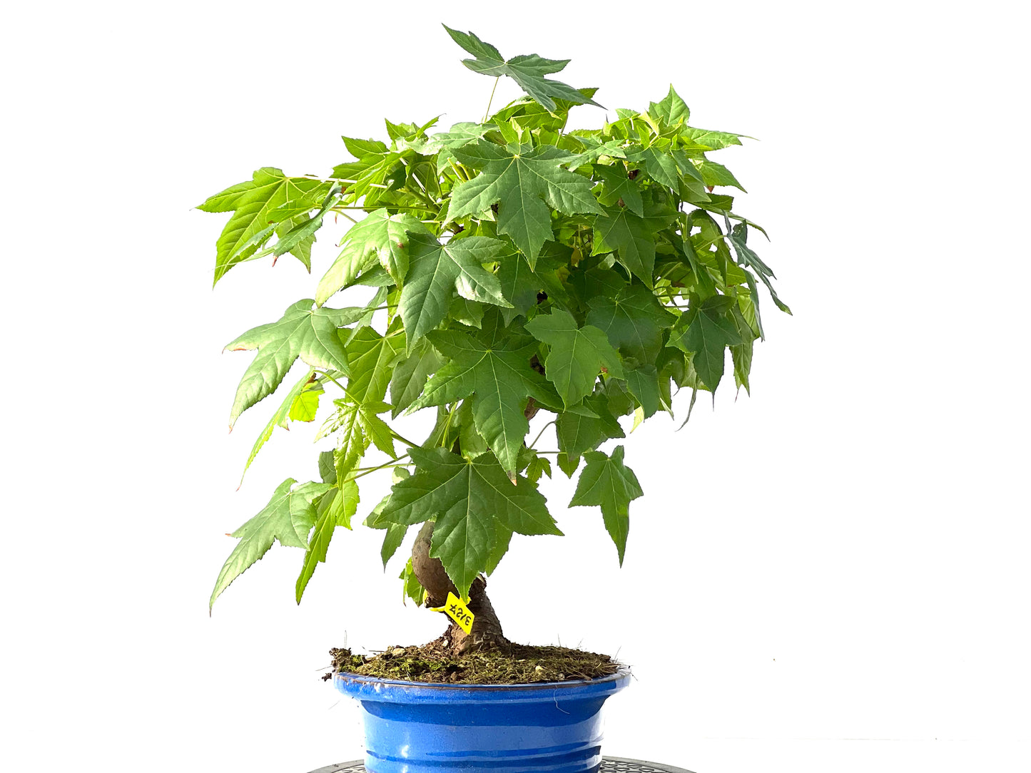 Liquidambar 3127