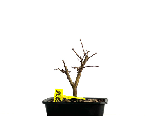 Ulmus Minor 3736