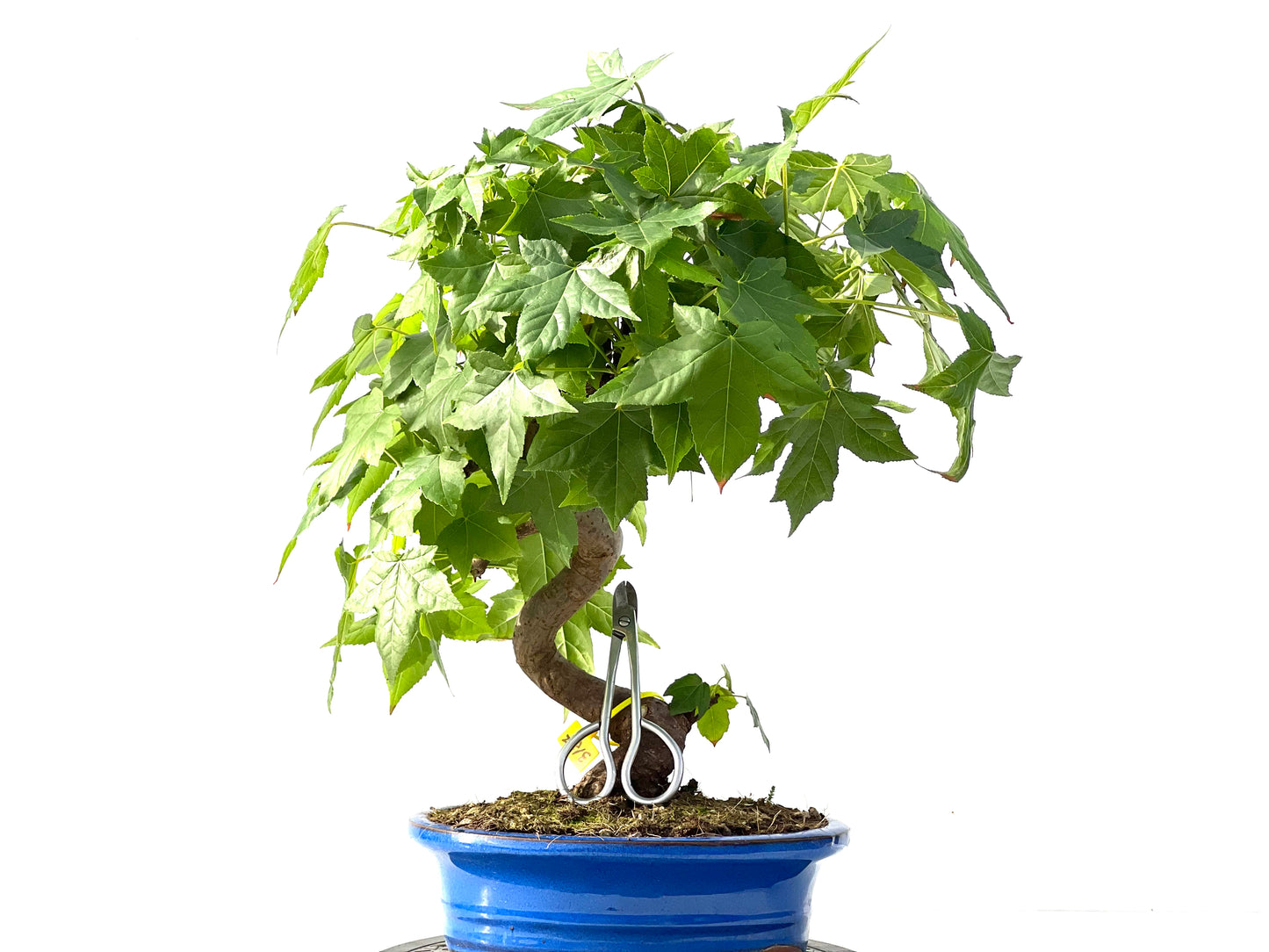 Liquidambar 3127