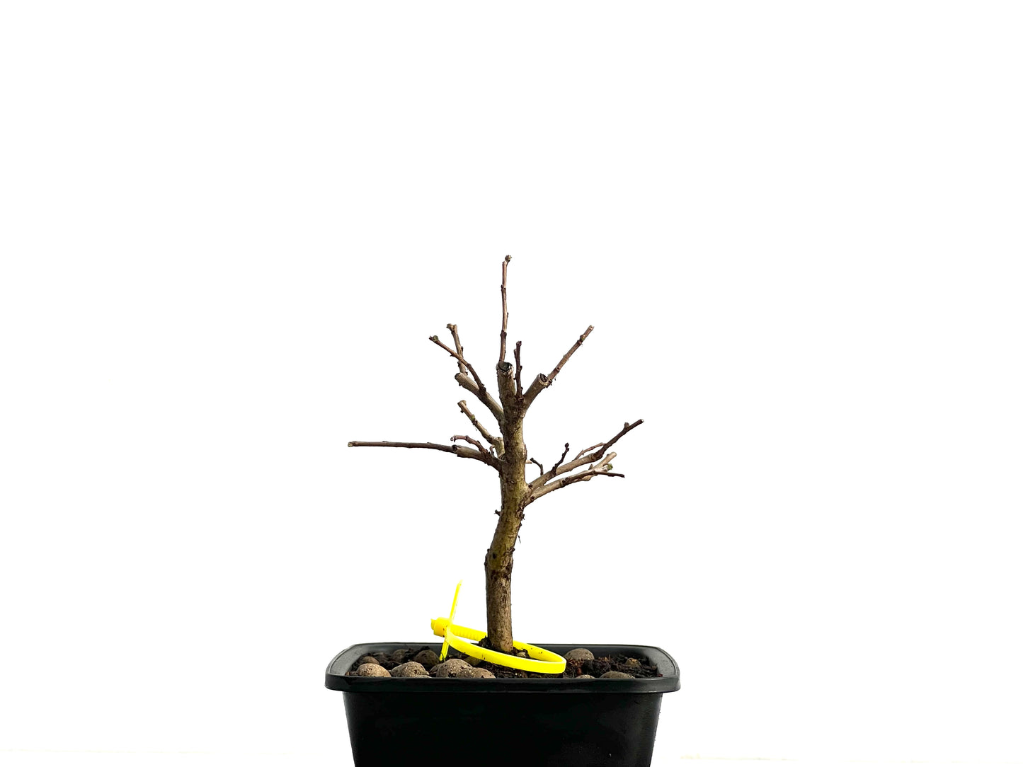 Ulmus Minor 3736