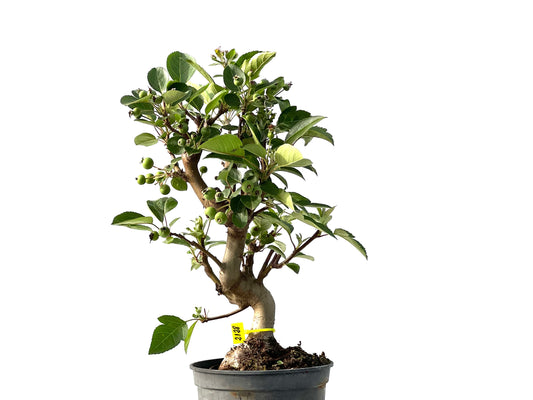 Malus 2128