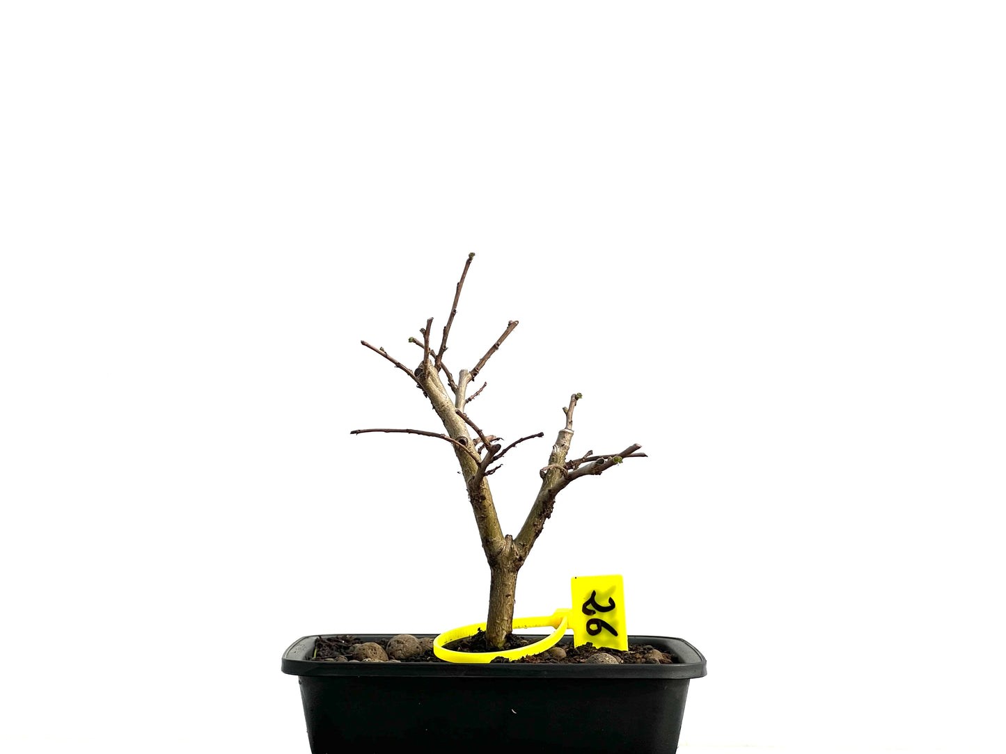 Ulmus Minor 3736