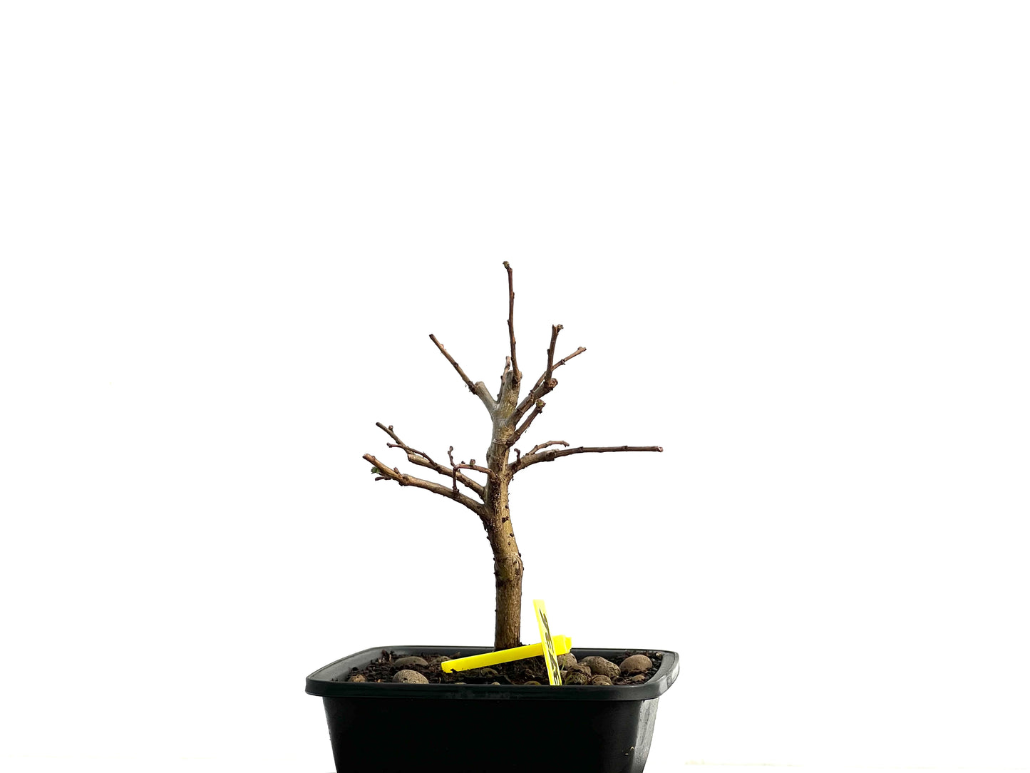 Ulmus Minor 3736
