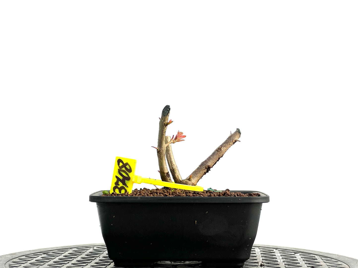 Punica Granatum Nejikan 3708