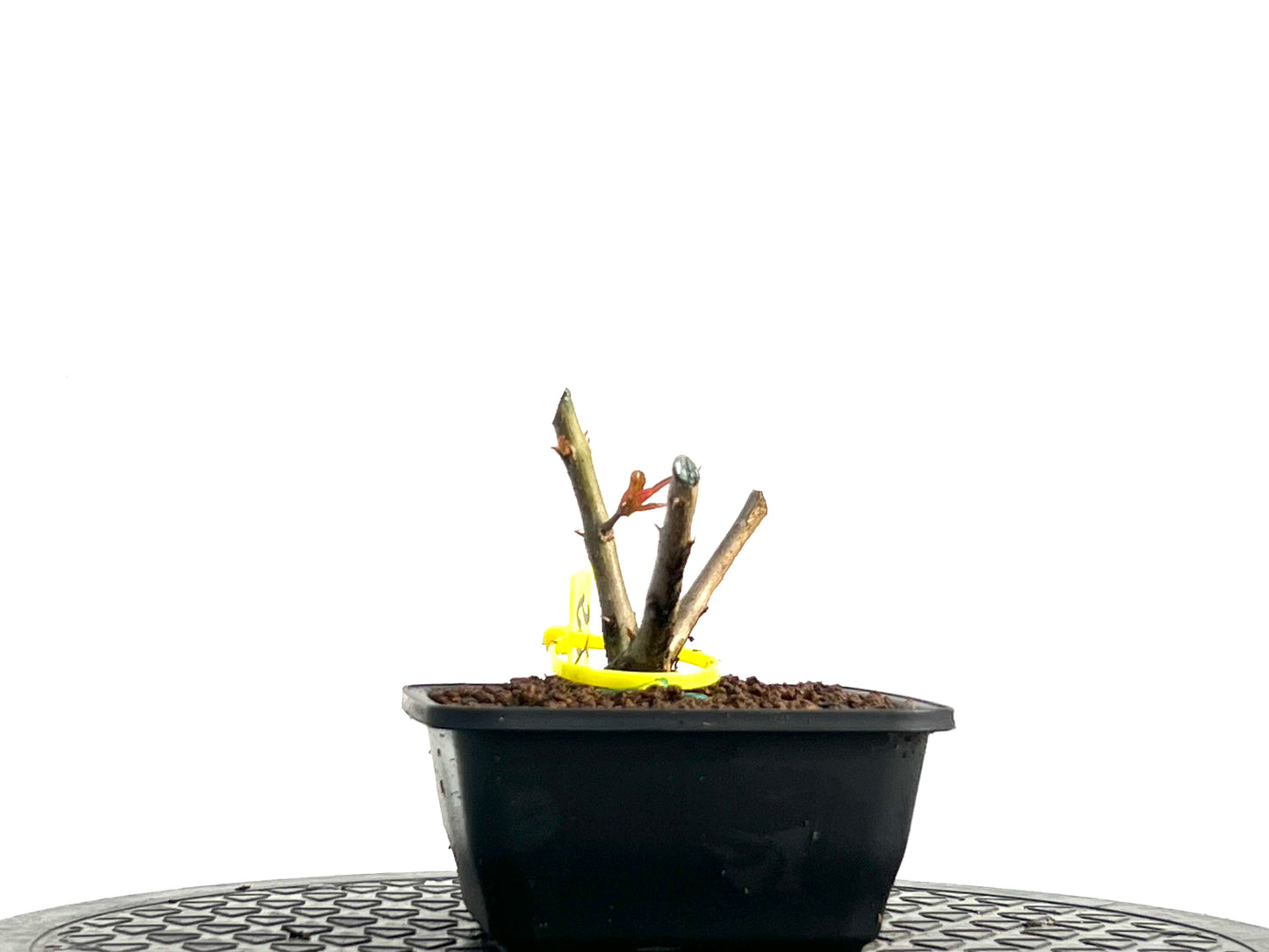 Punica Granatum Nejikan 3708