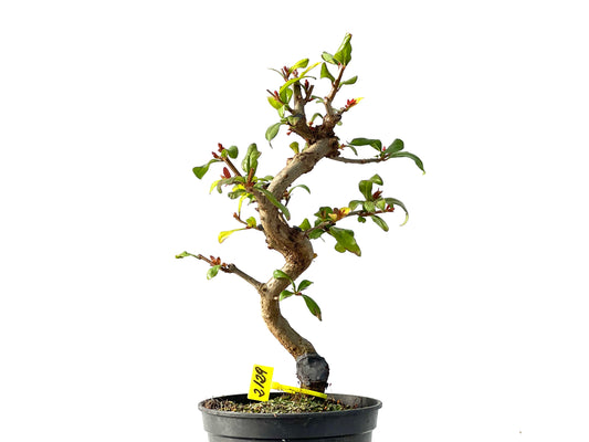 Punica Granatum Nejikan 2129