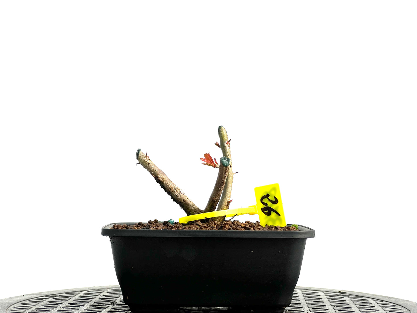 Punica Granatum Nejikan 3708