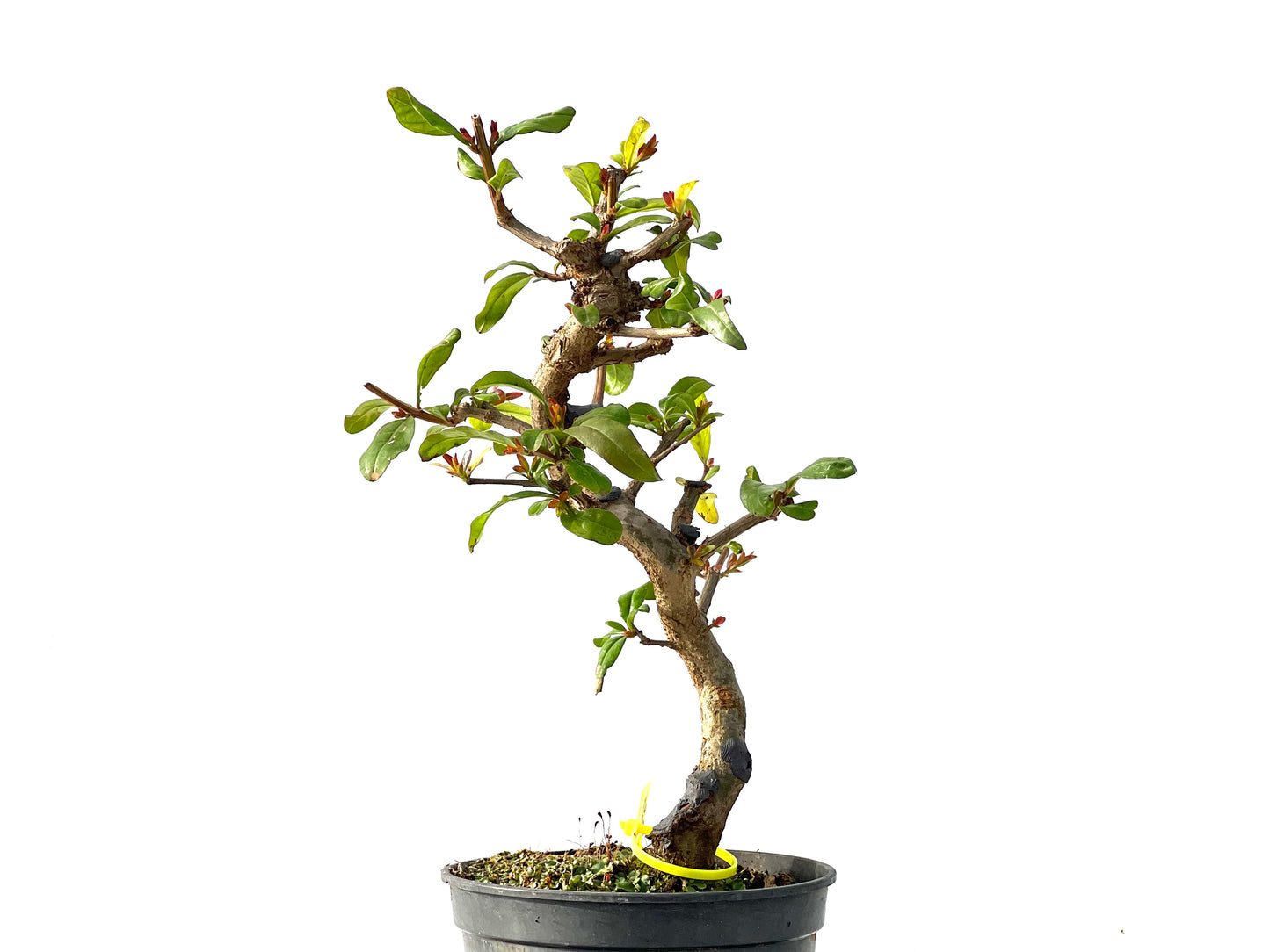 Punica Granatum Nejikan 2129
