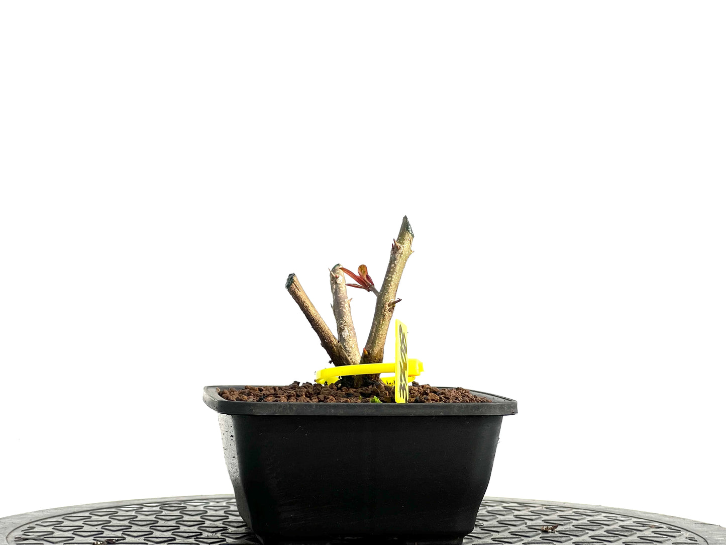 Punica Granatum Nejikan 3708