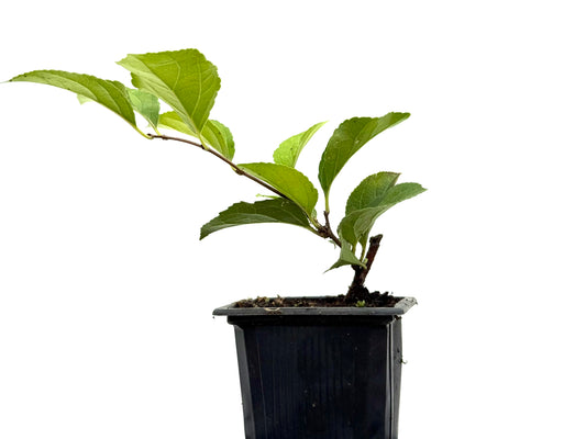 Celastrum Orbiculatus