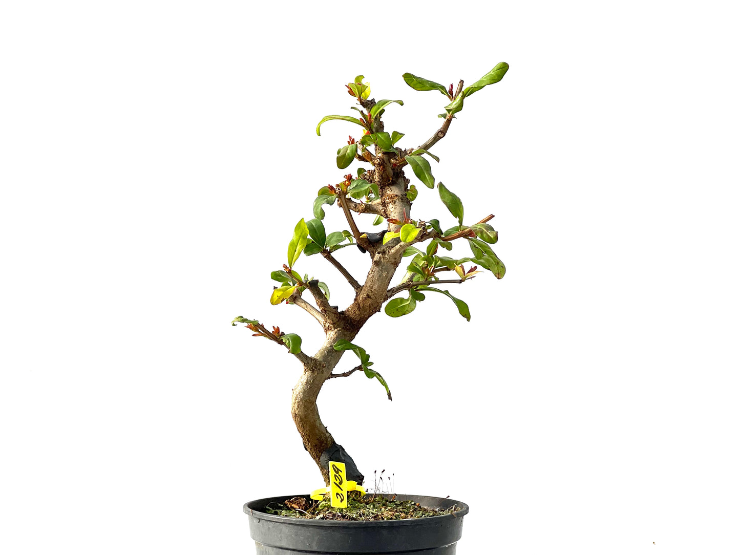 Punica Granatum Nejikan 2129