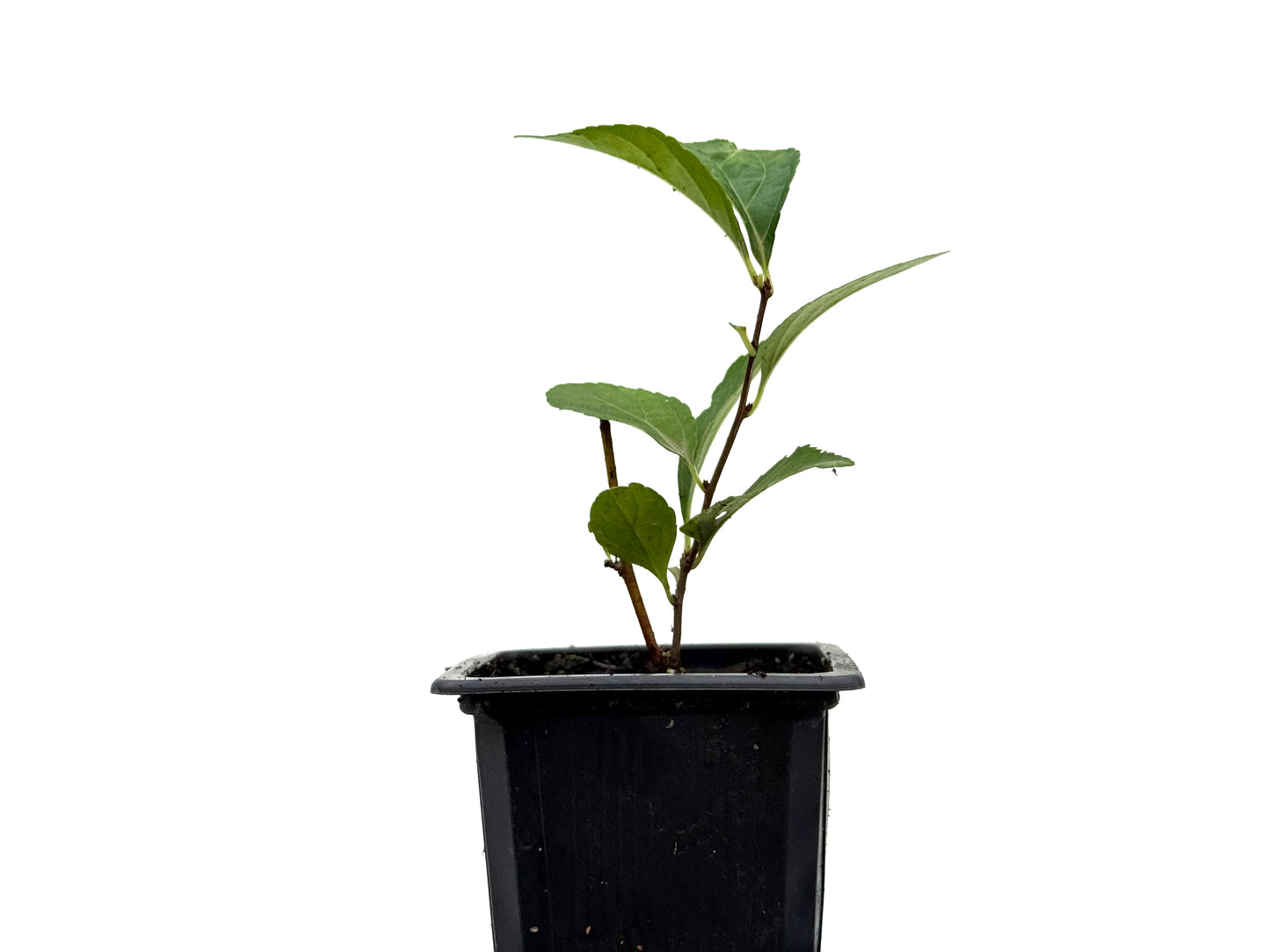 Celastrum Orbiculatus