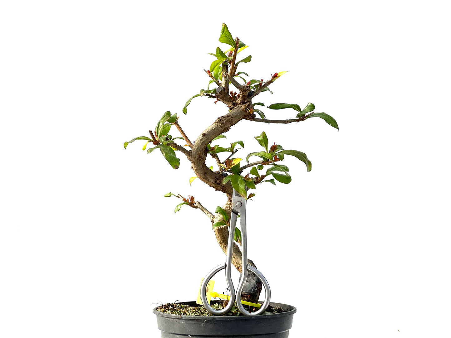 Punica Granatum Nejikan 2129