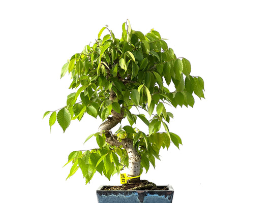 Zelkova Serrata 2130