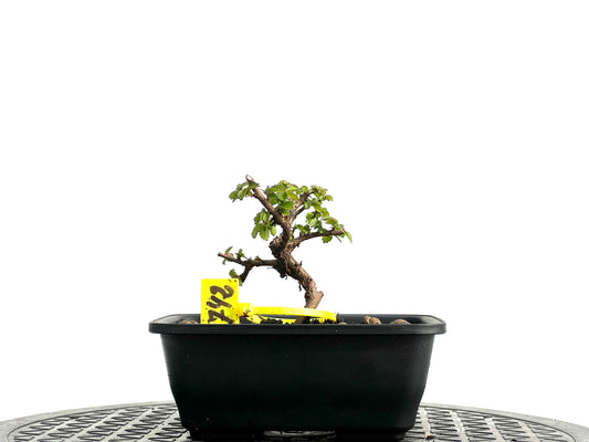 Ulmus Parvifolia 3742