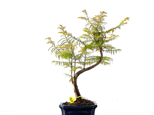 Metasequoia glyptostroboides 2131