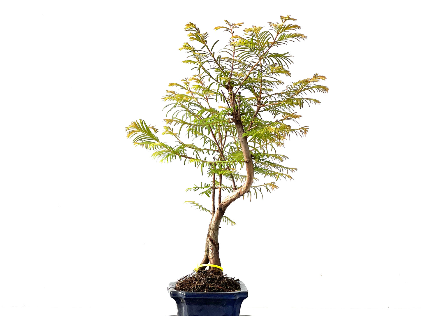 Metasequoia glyptostroboides 2131