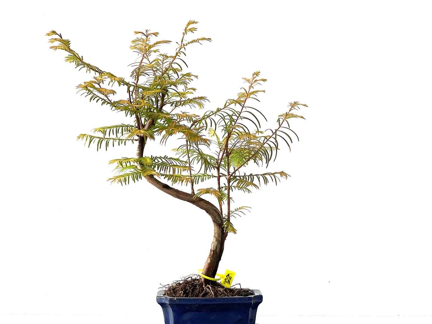 Metasequoia glyptostroboides 2131