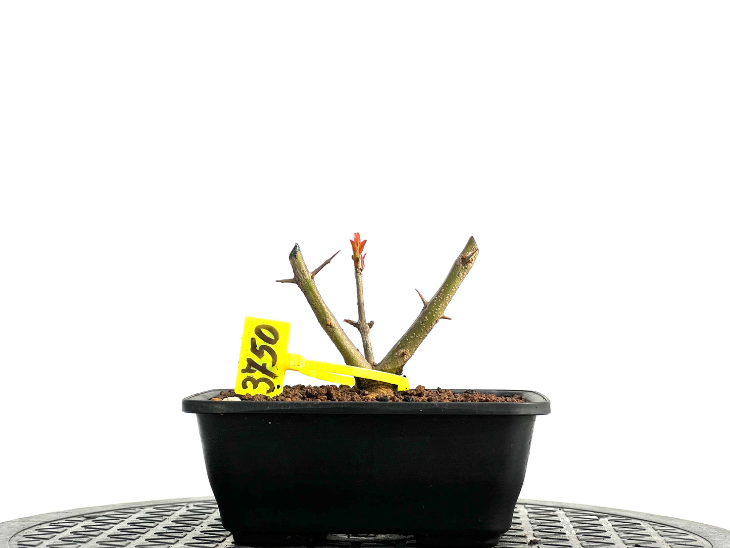 Punica Granatum Nejikan 3750