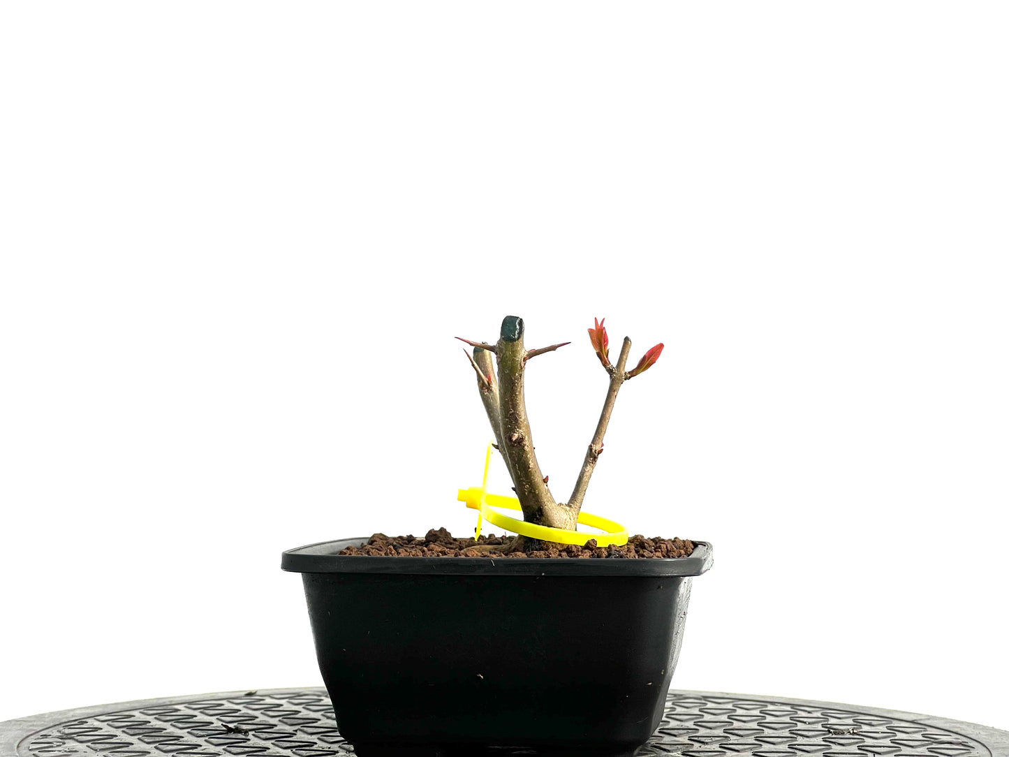 Punica Granatum Nejikan 3750