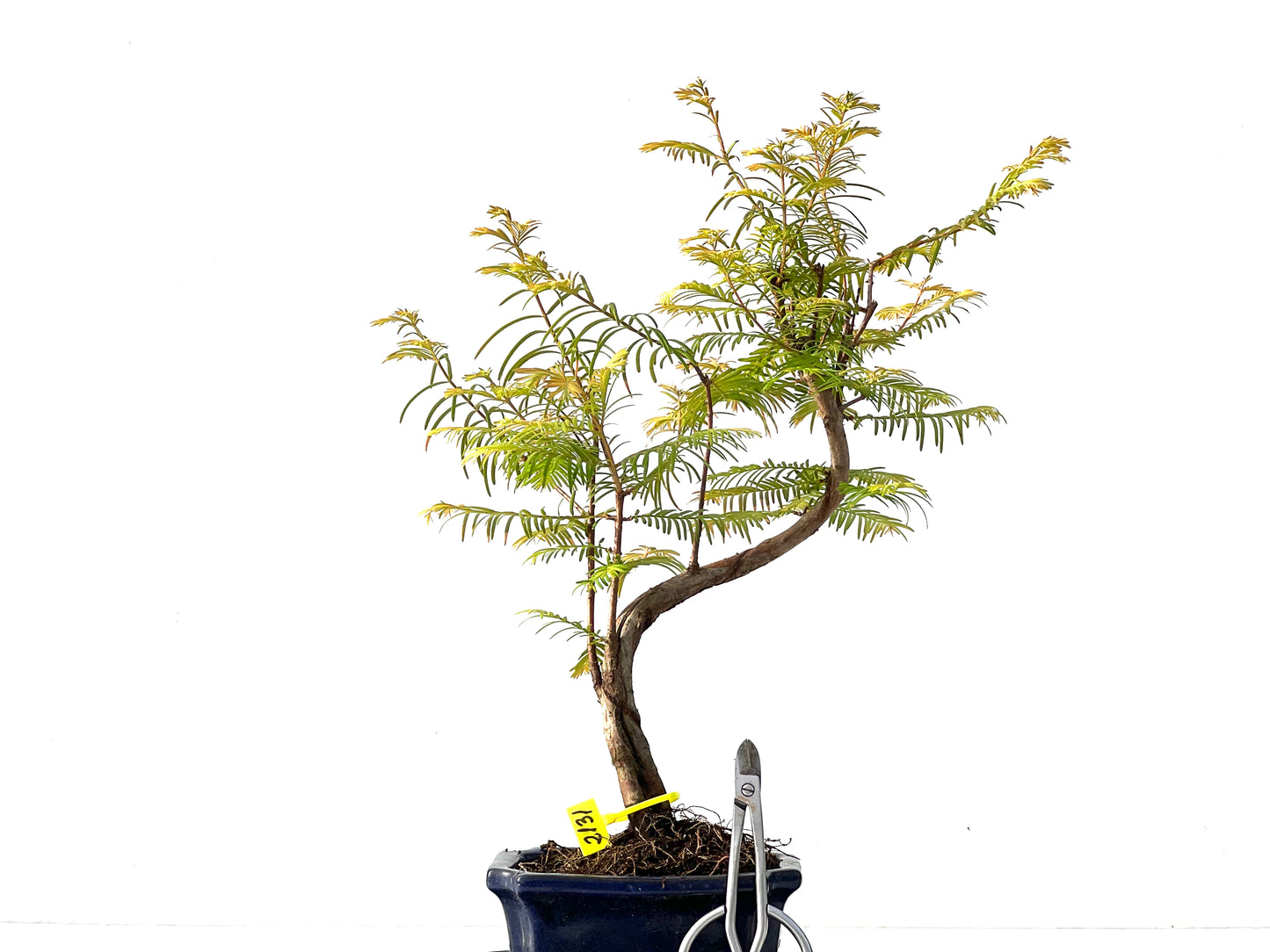 Metasequoia glyptostroboides 2131