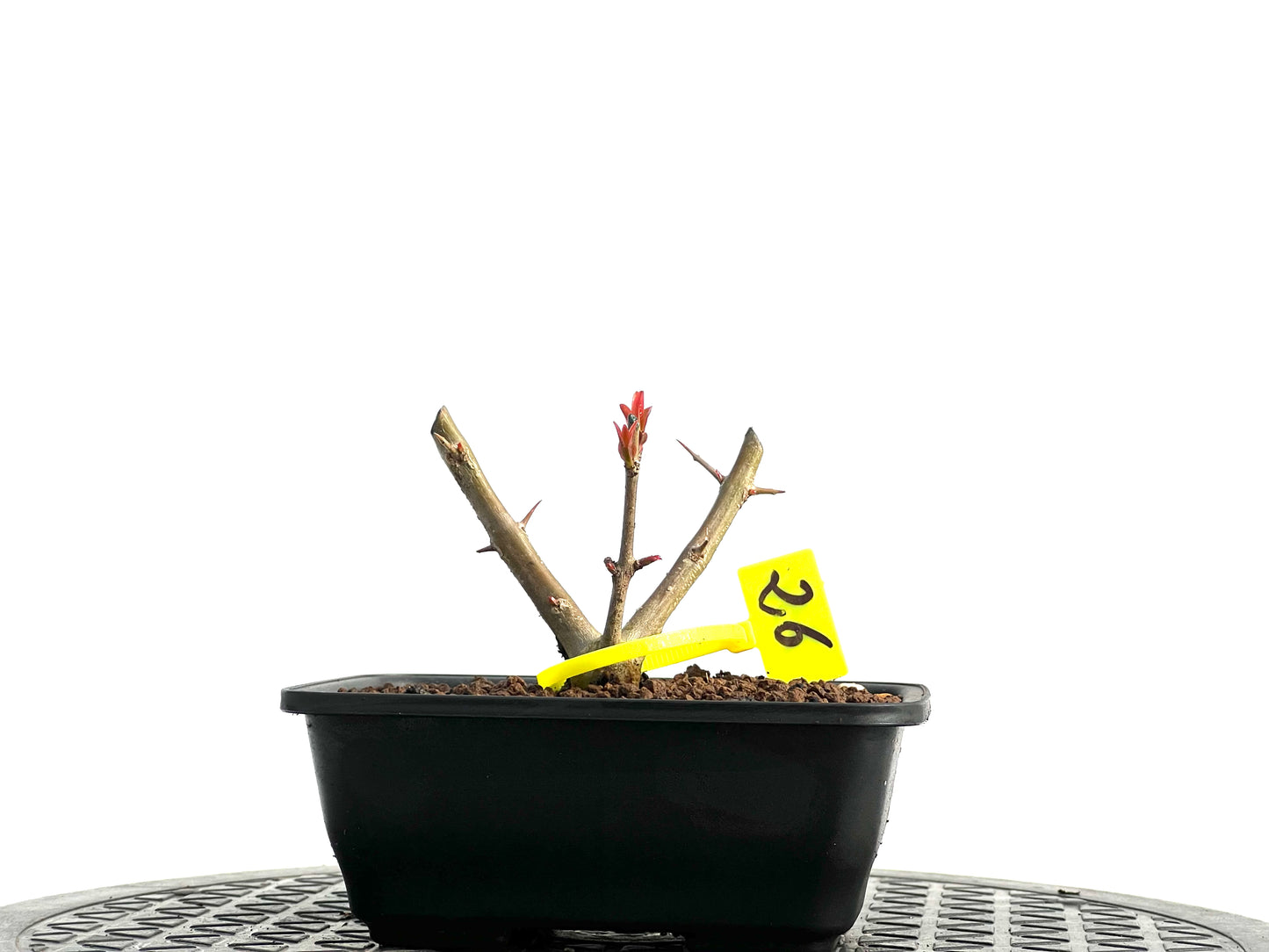 Punica Granatum Nejikan 3750