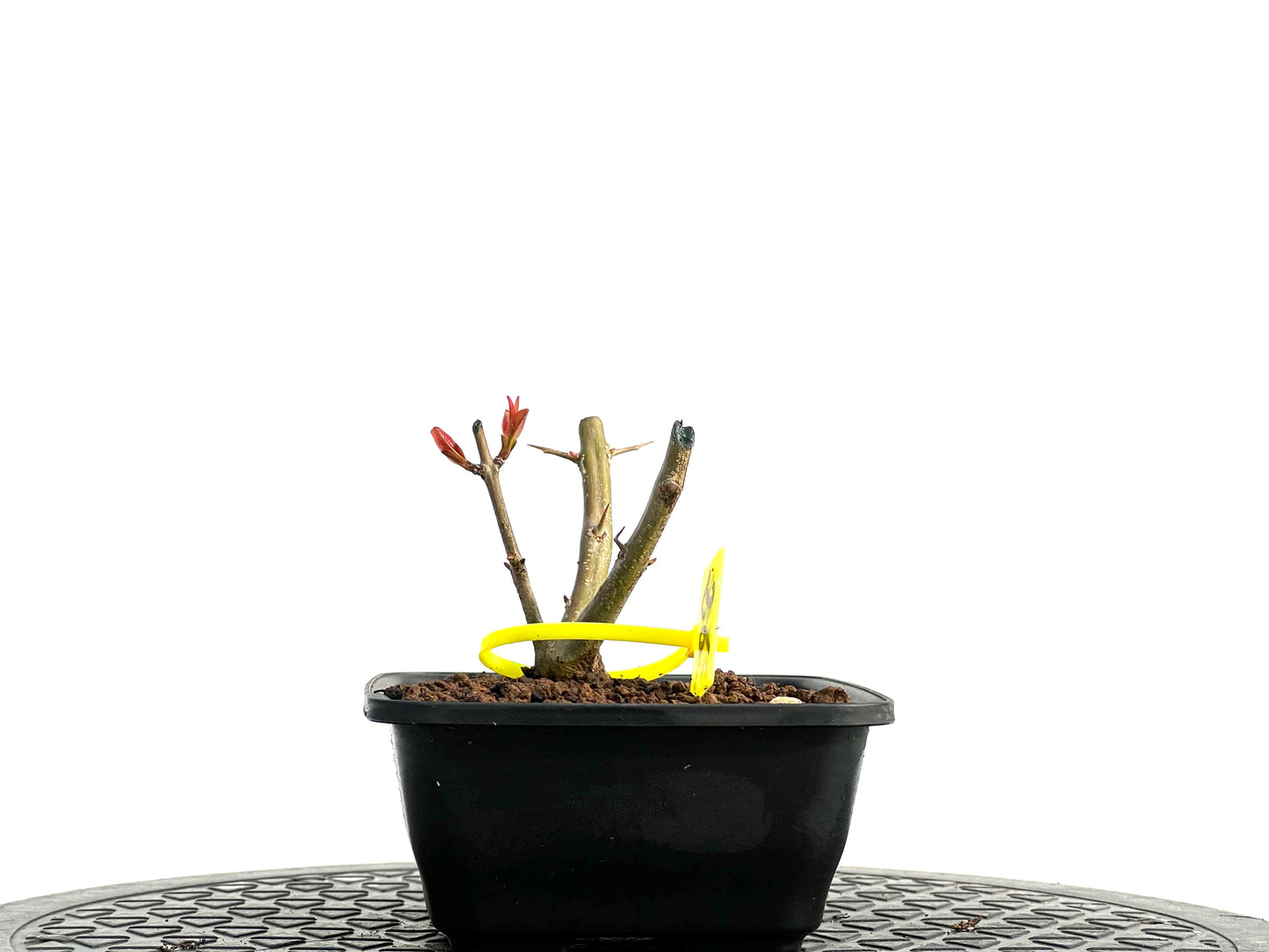 Punica Granatum Nejikan 3750