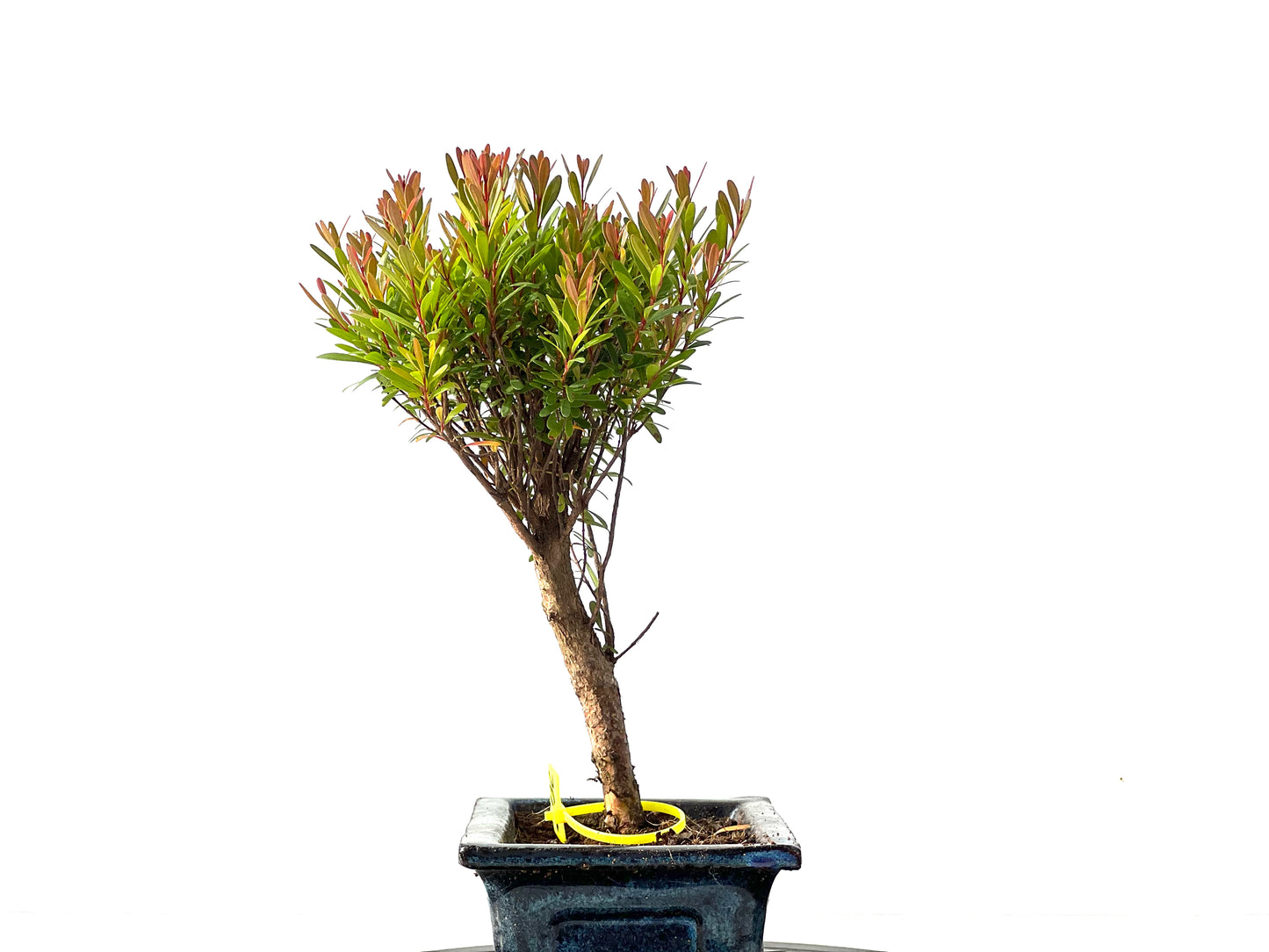 Syzigium Buxifolium 2132
