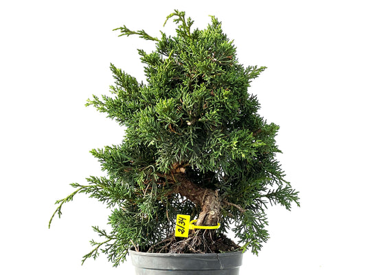 Juniperus Chinensis Kyshu 2134
