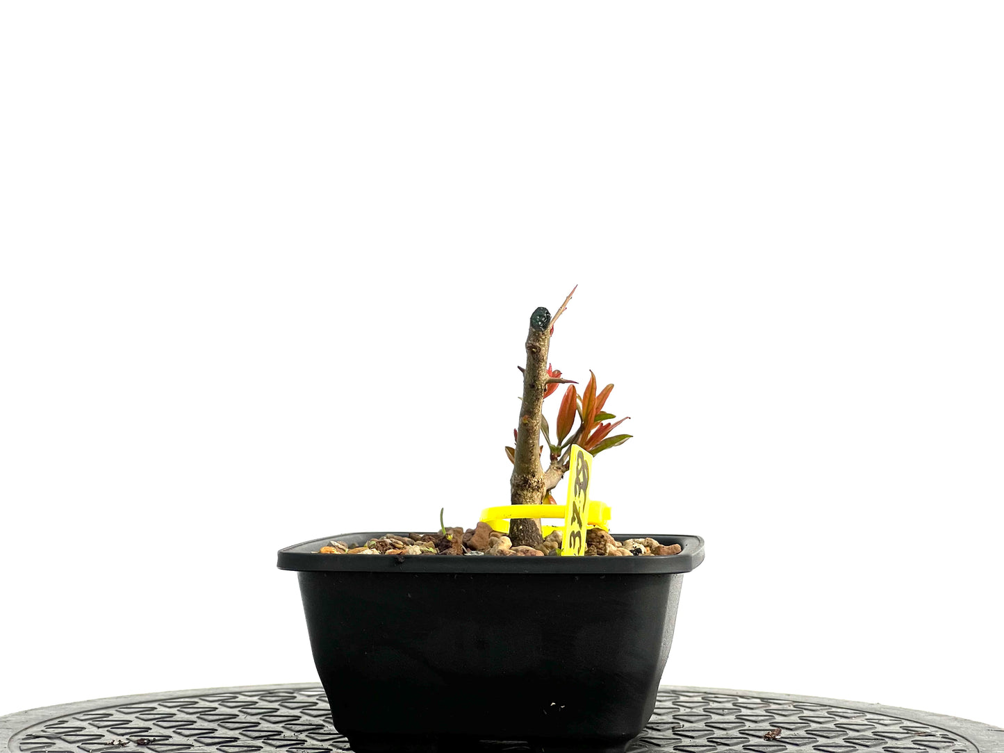 Punica Granatum Nejikan 3738