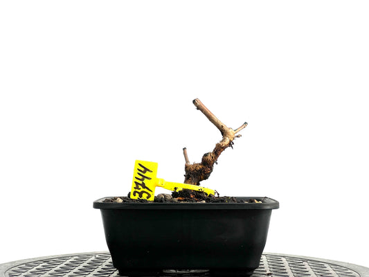 Morus Alba 3744