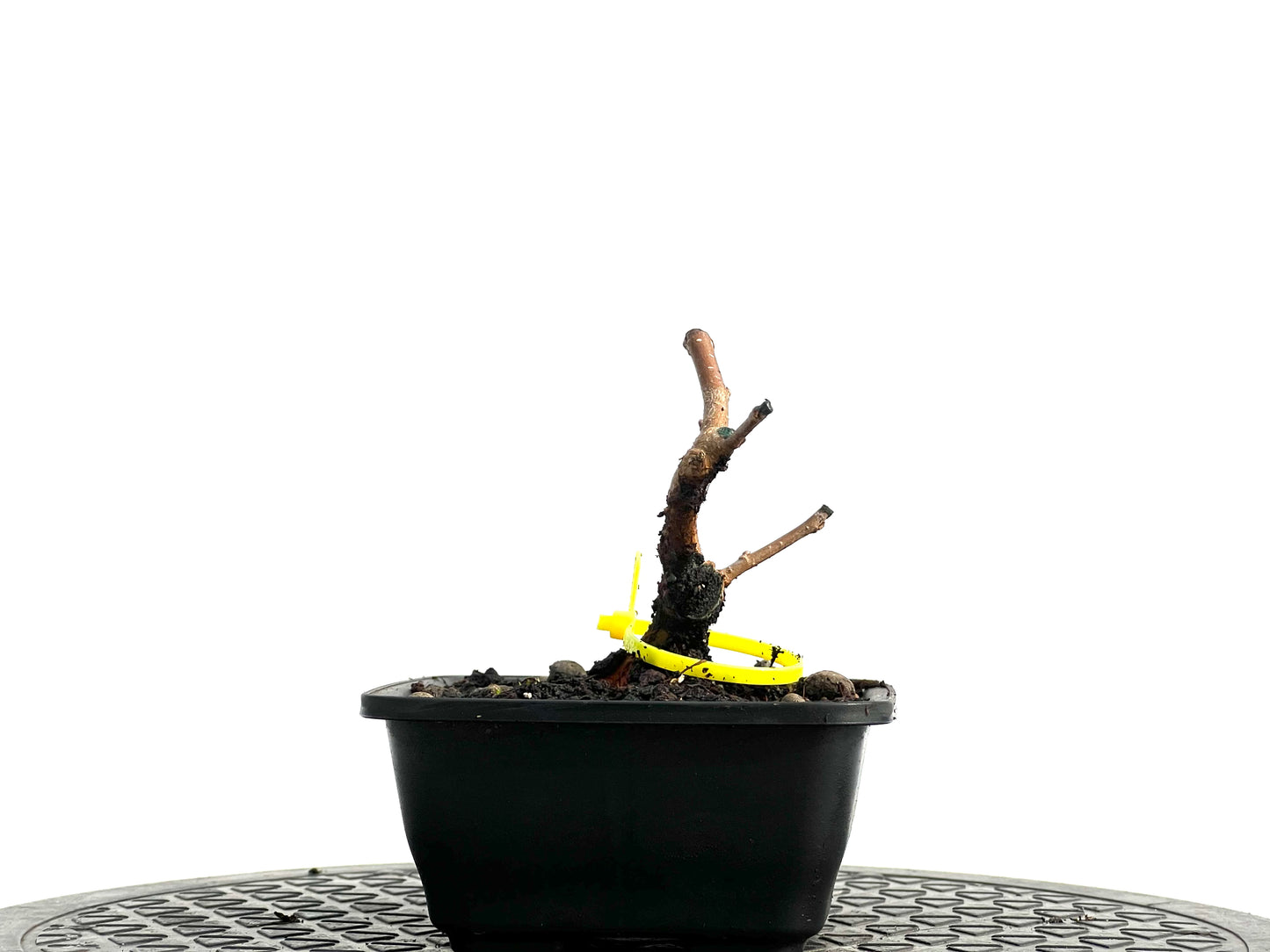 Morus Alba 3744