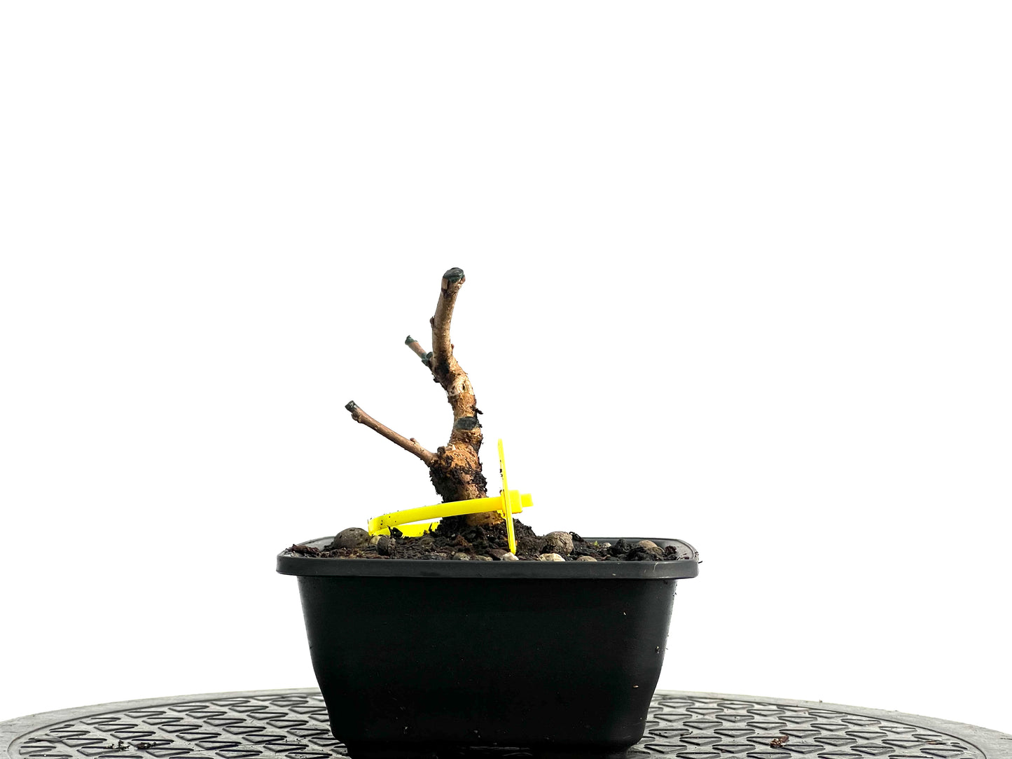 Morus Alba 3744